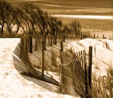 Bending to the Sea Wind, Cape Henlopen. Photograph by Dan Mangan