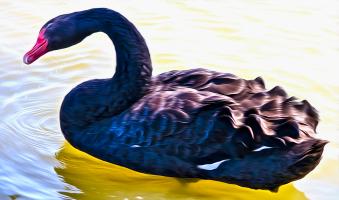 Black Swan. Photograph by Dan Mangan