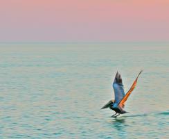 Brown Pelican in Pastel Twilight, Gulf of Mexico. Photograph by Dan Mangan