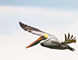Brown Pelican in Flight. Photograph by Dan Mangan