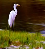 Great Egret in Tall Marsh Grass