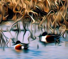 In the Marsh: Northern Shoveler Ducks. Photograph by Dan Mangan