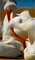 White Pelicans in Repose. Photograph by Dan Mangan