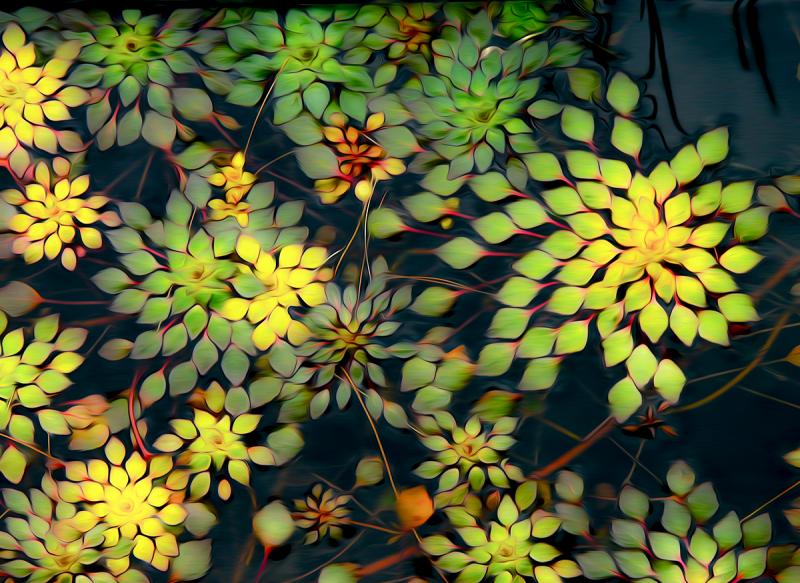 Water Dreaming of Plants ... Plants Dreaming of Water . Photograph by Dan Mangan