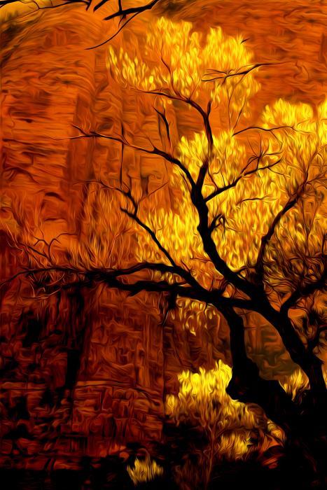 Cottonwood at Daybreak, Desert Southwest. Photograph by Dan Mangan