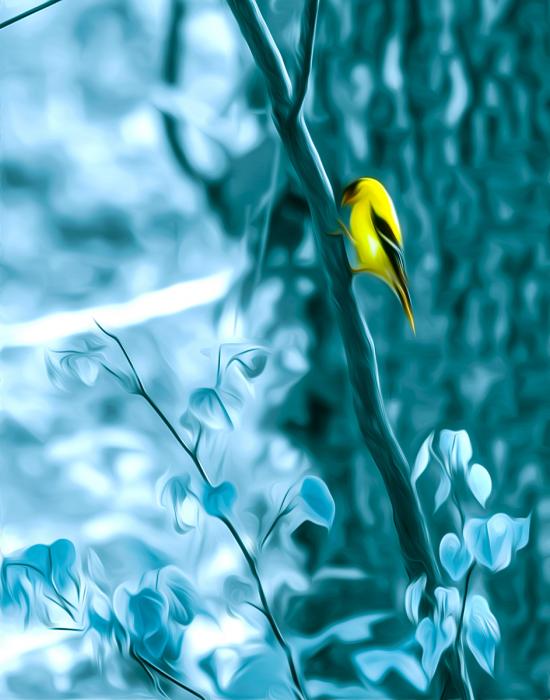 American Goldfinch. Photograph by Dan Mangan