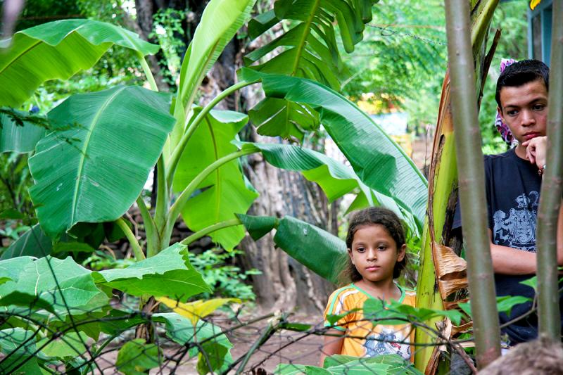 Under the Banana Tree. Photograph by Dan Mangan