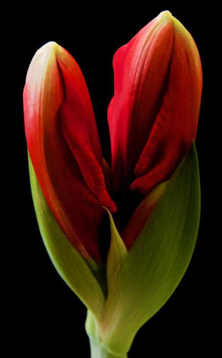 Amaryllis 1