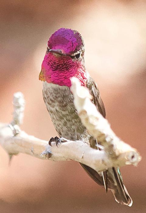 Anna's Hummingbird