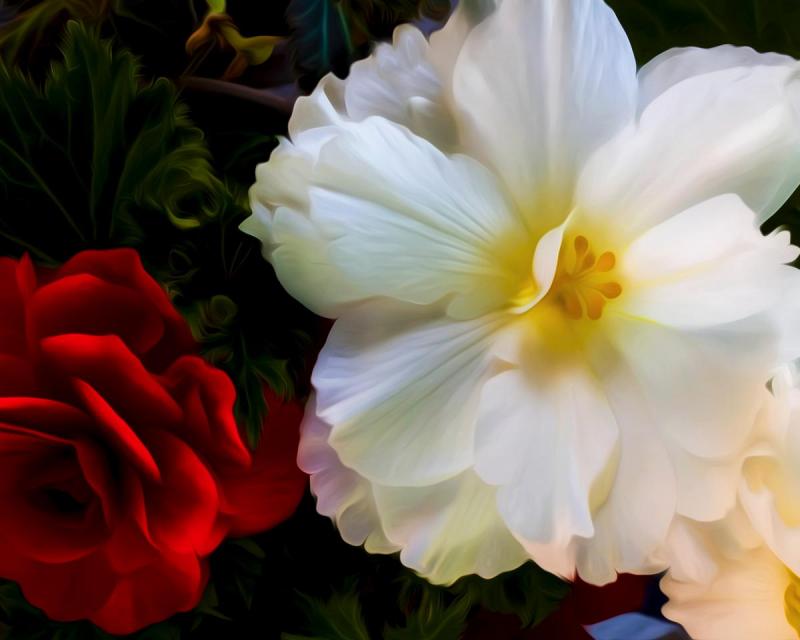 Two Begonias. Photograph by Dan Mangan