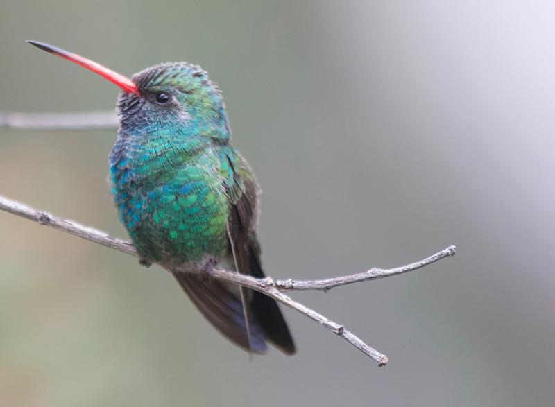 Broad-billed Hummingbird