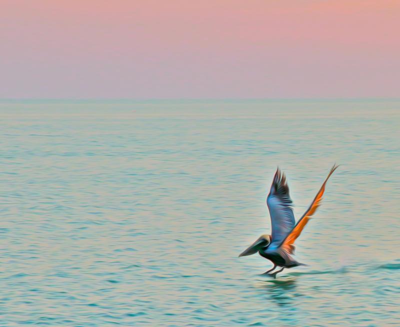 Brown Pelican in Pastel Twilight, Gulf of Mexico. Photograph by Dan Mangan