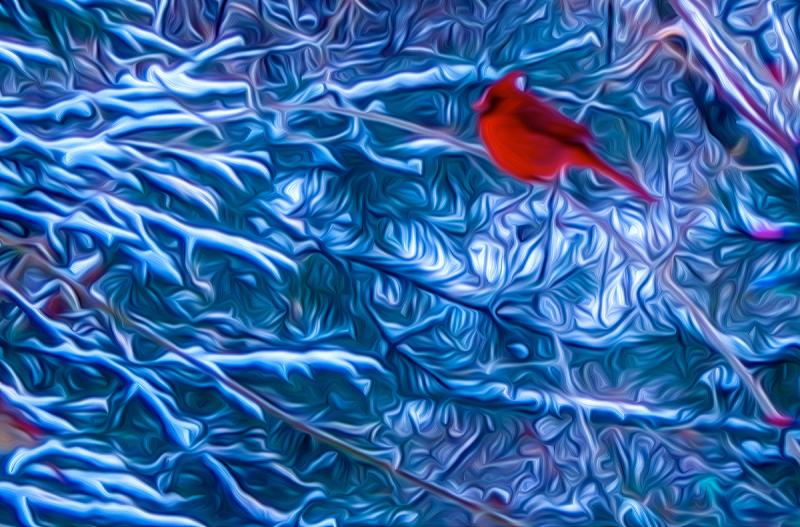 Red Cardinal in Blue Snow. Photograph by Dan Mangan