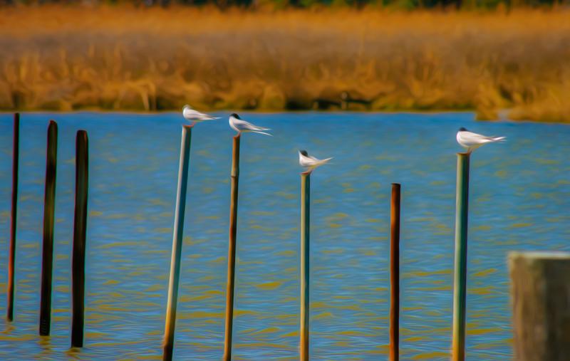 Common Terns, Maryland Eastern Shore. Photograph by Dan Mangan