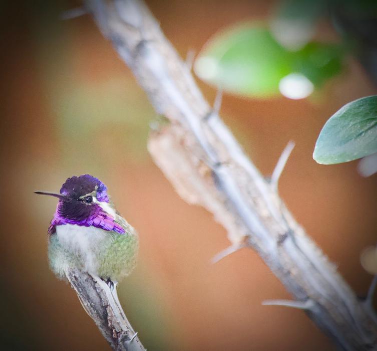 Costa's Hummingbird