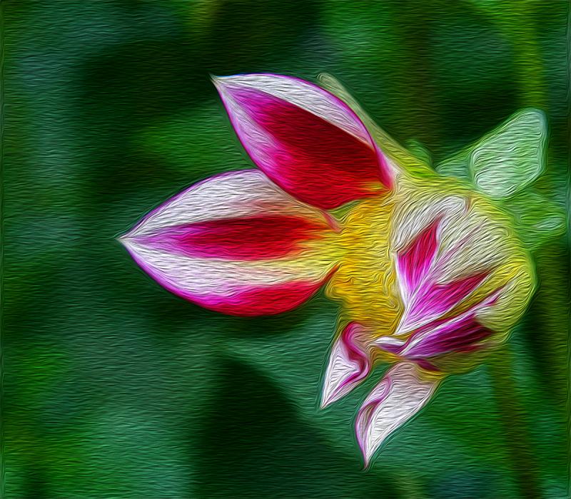 Dahlia Awakening. Photograph by Dan Mangan