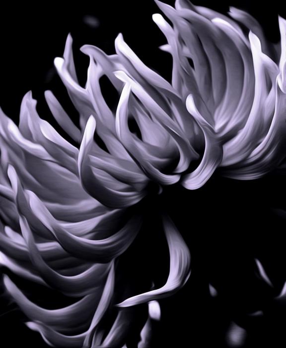 Dahlia Flare