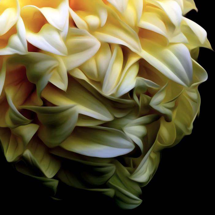 Dahlia Meringue. Photograph by Dan Mangan