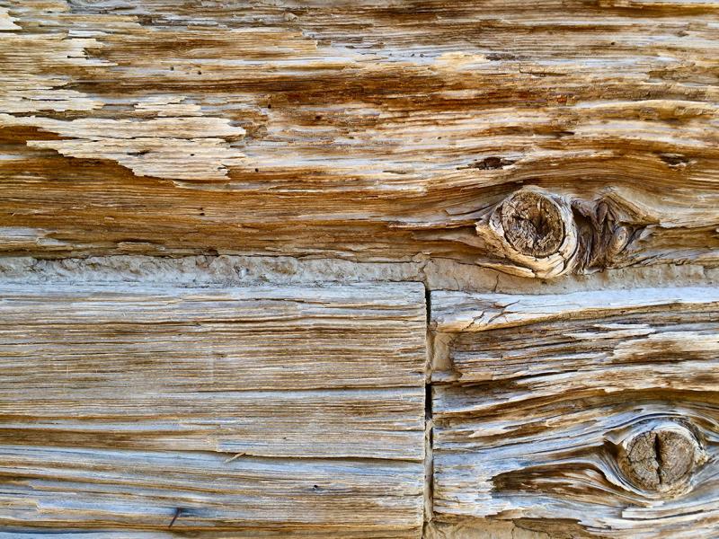 Desert Wood 4