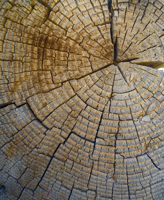 Desert Wood 1