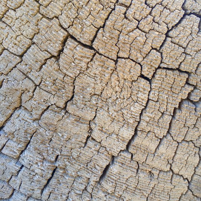 Desert Wood 5
