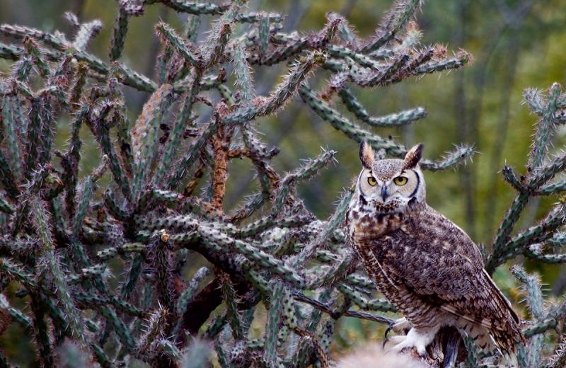 Great Horned Owl