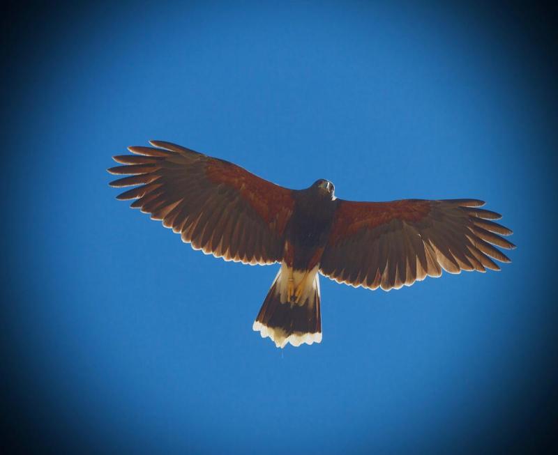 Harris's Hawk Flight