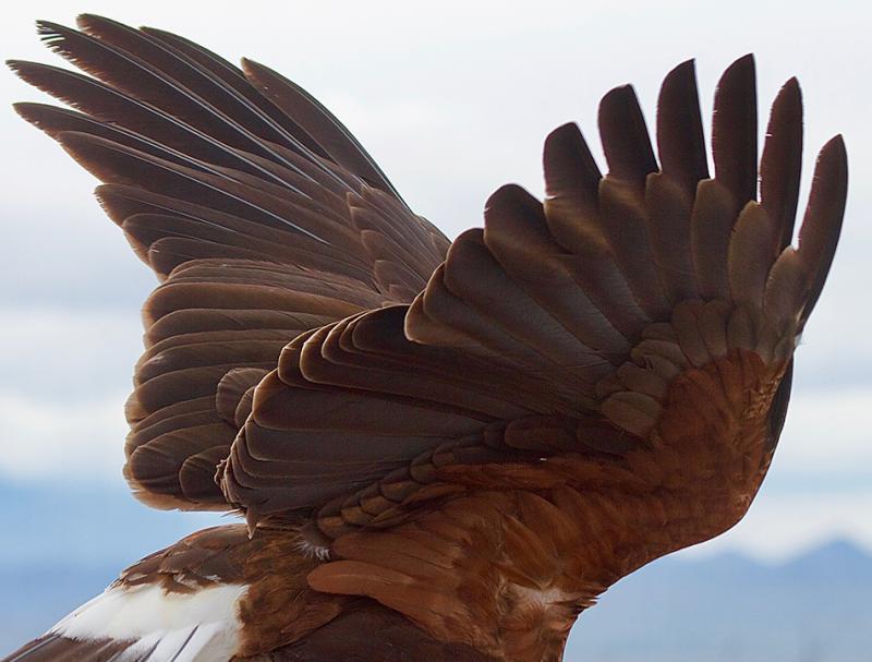 Primed for Flight, Harris's Hawk