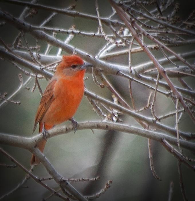 Hepatic Tanager