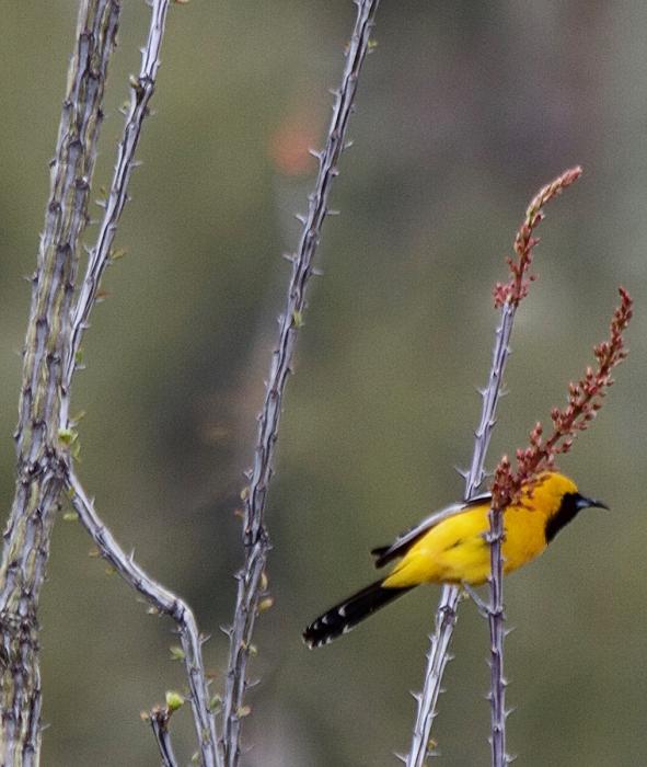 Hooded Oriole