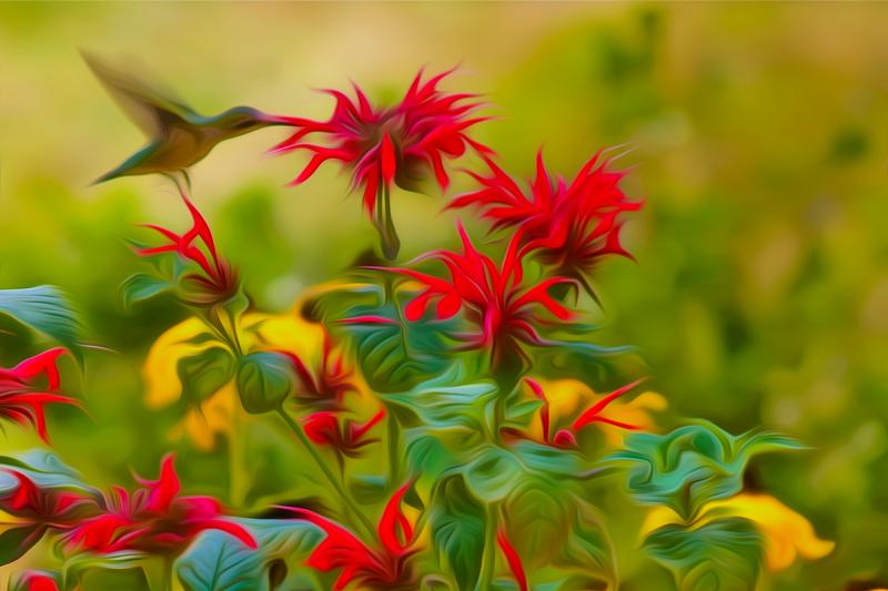 Ruby-Throated Hummingbird on Bee Balm. Photograph by Dan Mangan