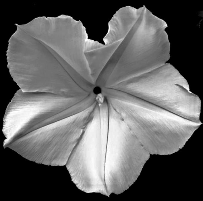 Moonflower Just Before Blooming