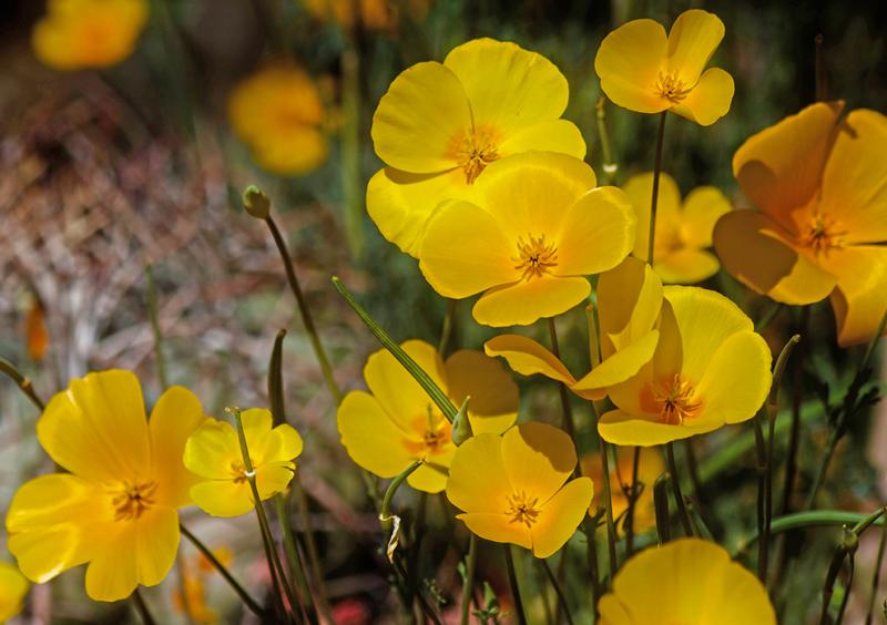 California Poppies