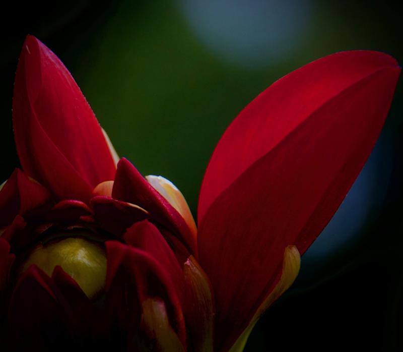 Scarlet Dahlia Emerging
