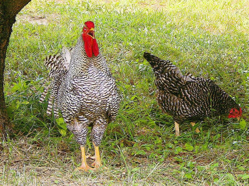 Just  Pay Him No Mind. Photograph by Dan Mangan