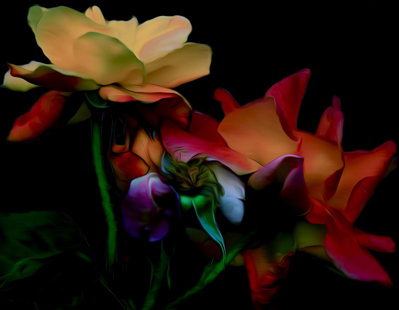 Roses Merveilleuses