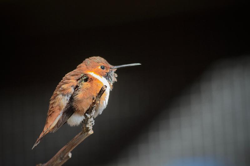 Rufous Hummingird