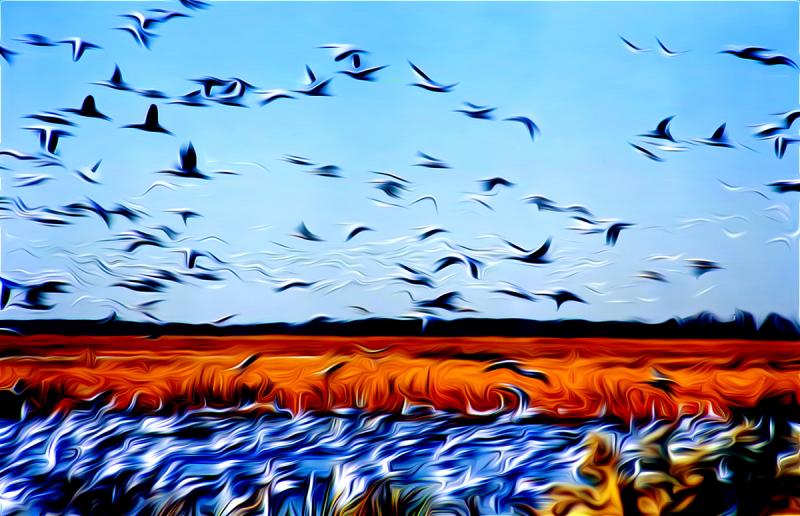Snow Geese Rising. Photograph by Dan Mangan