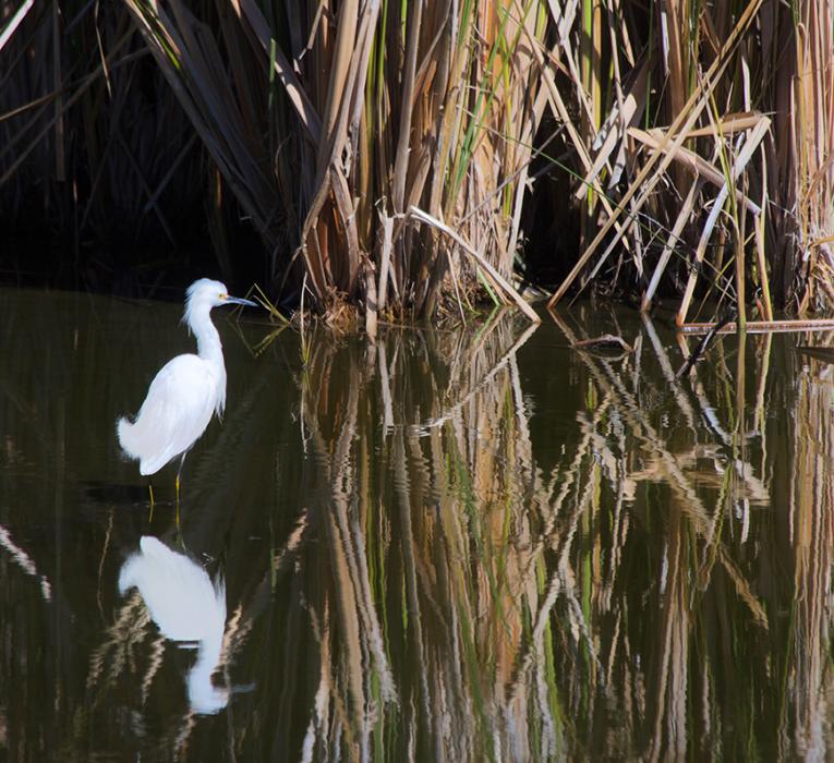 Snowy Egret