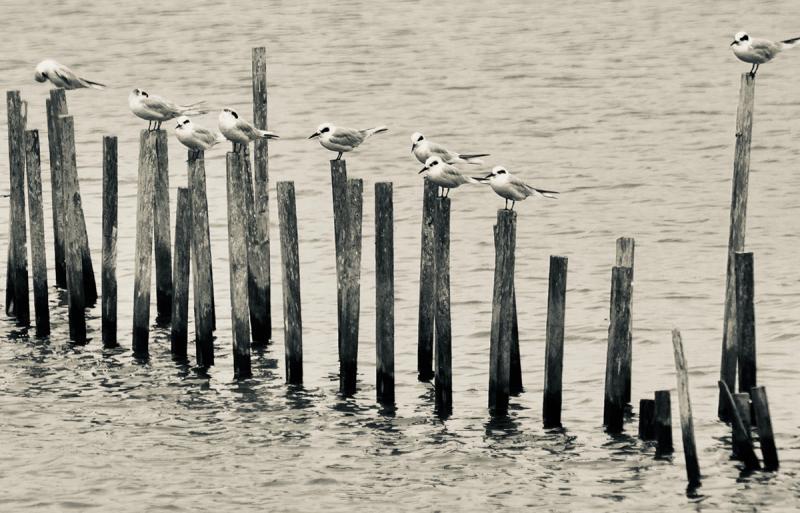 Terns in Winter, Blackwater