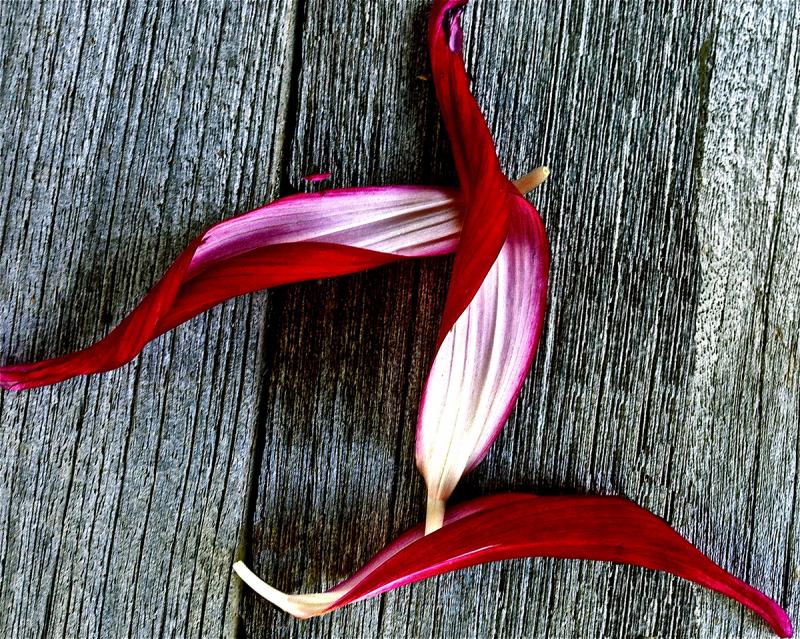 Three Red Petals. Photograph by Dan Mangan