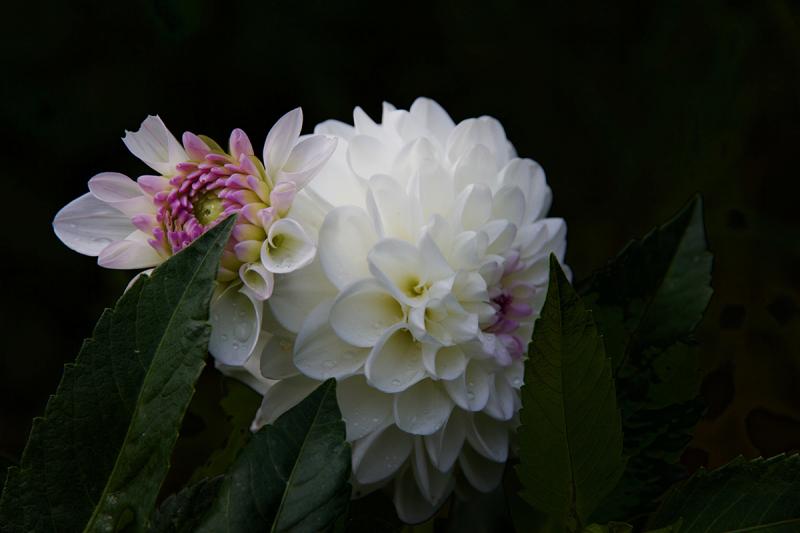 Two Dahlias 2