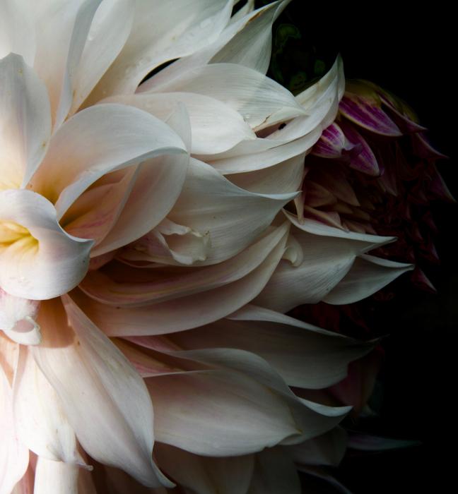 Two Dahlias