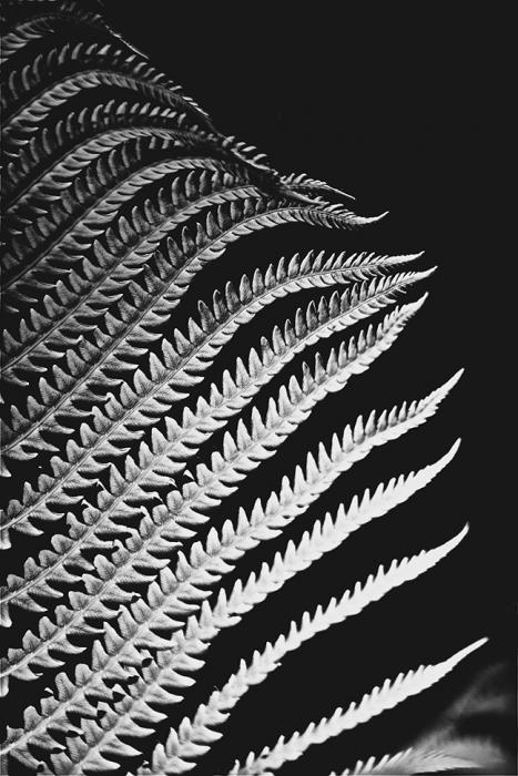 Ostrich Fern Detail