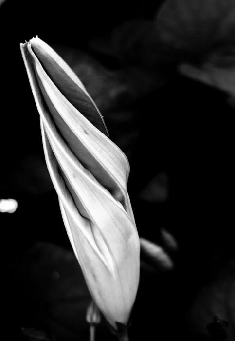 Moonflower Just Before Blooming