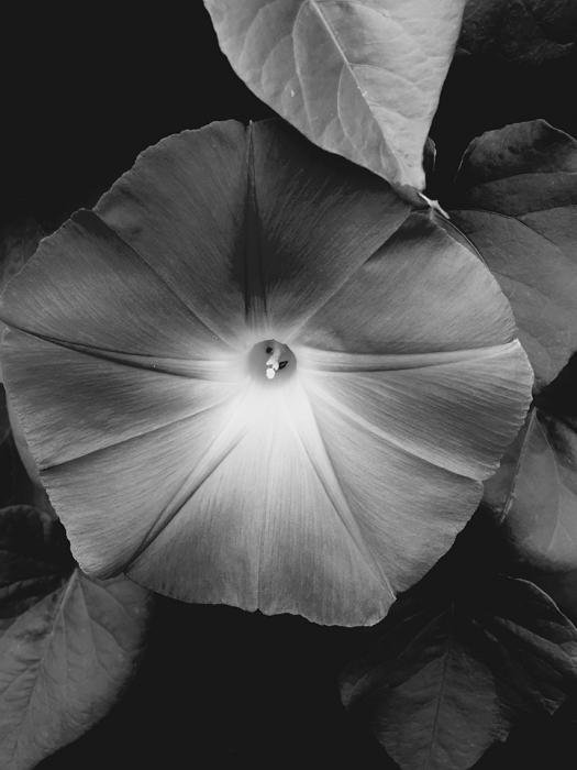 Morning Glory on Vine