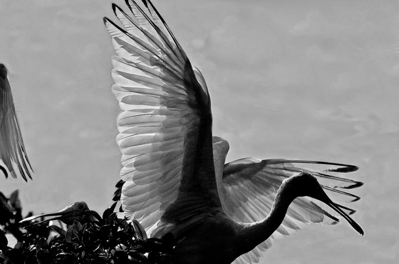 Roseate Spoonbill at Nest