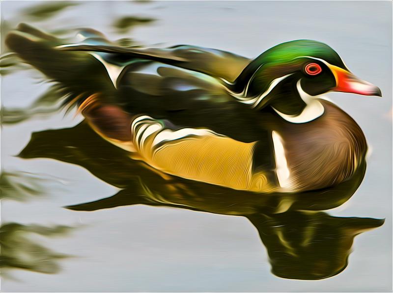 Wood Duck. Photograph by Dan Mangan