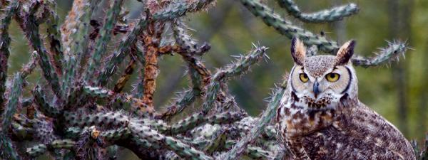 Great Horned Owl