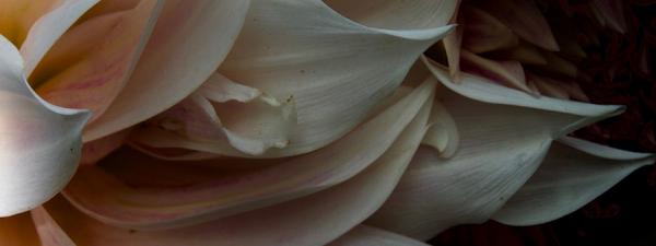 Two Dahlias